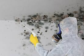 Best Mold Documentation for Insurance Claims  in Georgetown, KY